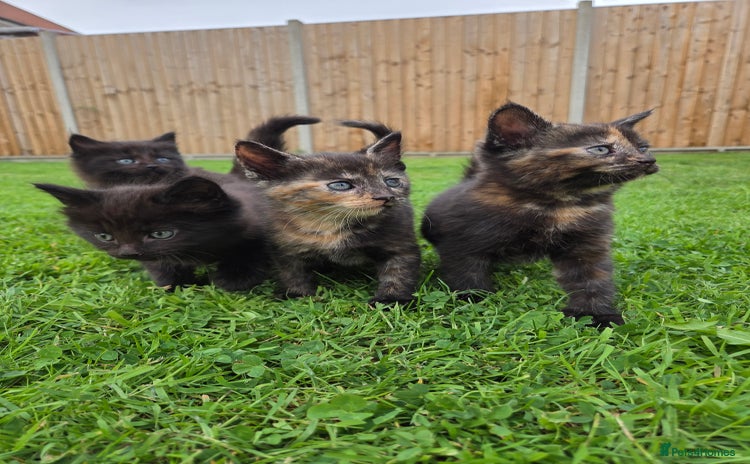 Mixed Breed cats - Advert 13