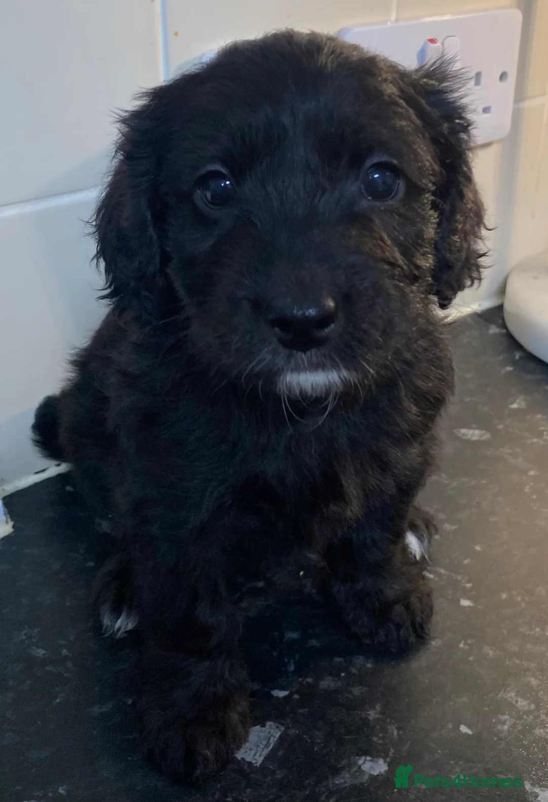 Cockapoo dogs for sale: Beautiful F2 Cockapoo puppies 🏡🐶  - Advert 21