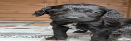 Sprocker dogs for sale: Black Sprocker Pups - Advert 14