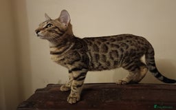 Mixed Breed cats for sale: Bengal Markings Red , Torbie , Silver Rossetted - Image 6