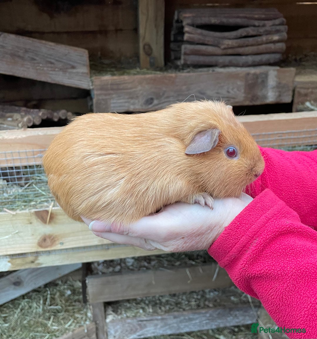Guinea Pig rodents for sale: BABY GIRL GUINEA PIGS - Image 3