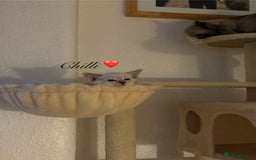 Ragdoll cats for sale: Ragdoll x Oriental kittens  - Image 23