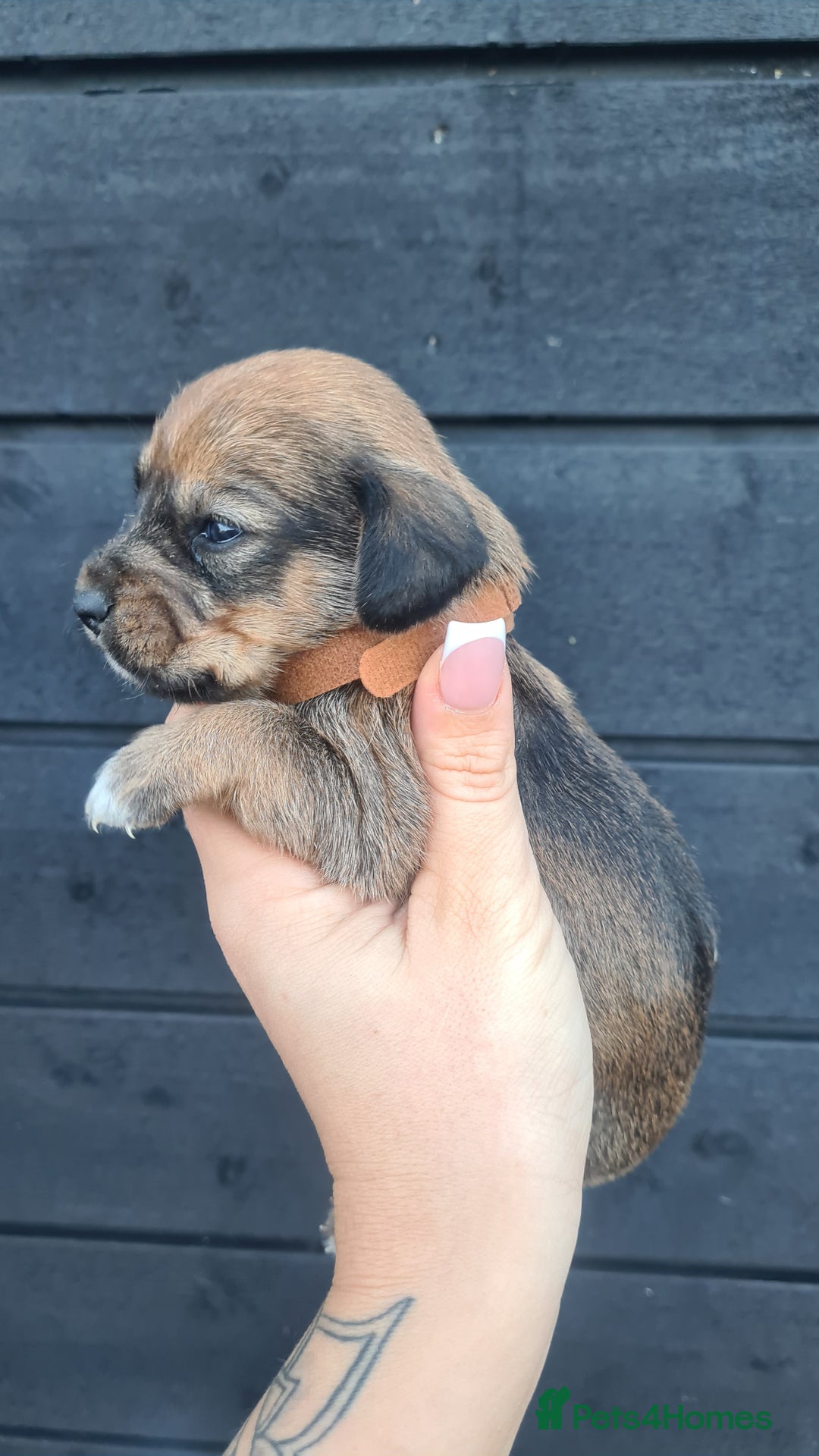 Mixed Breed dogs for sale: Patterjack x daxies pups available  - Advert 13