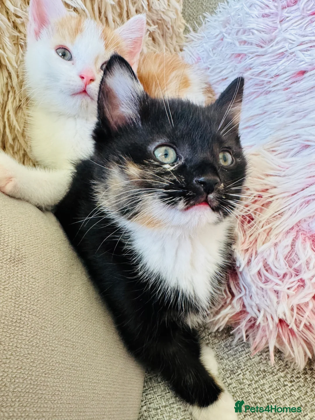 Mixed Breed cats for sale: Last kitten looking for their forever home  - Advert 6