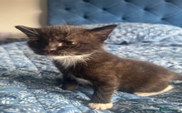 Mixed Breed cats for sale: 🐾Two beautiful mixed British shorthair boys 🐾 - Image 6