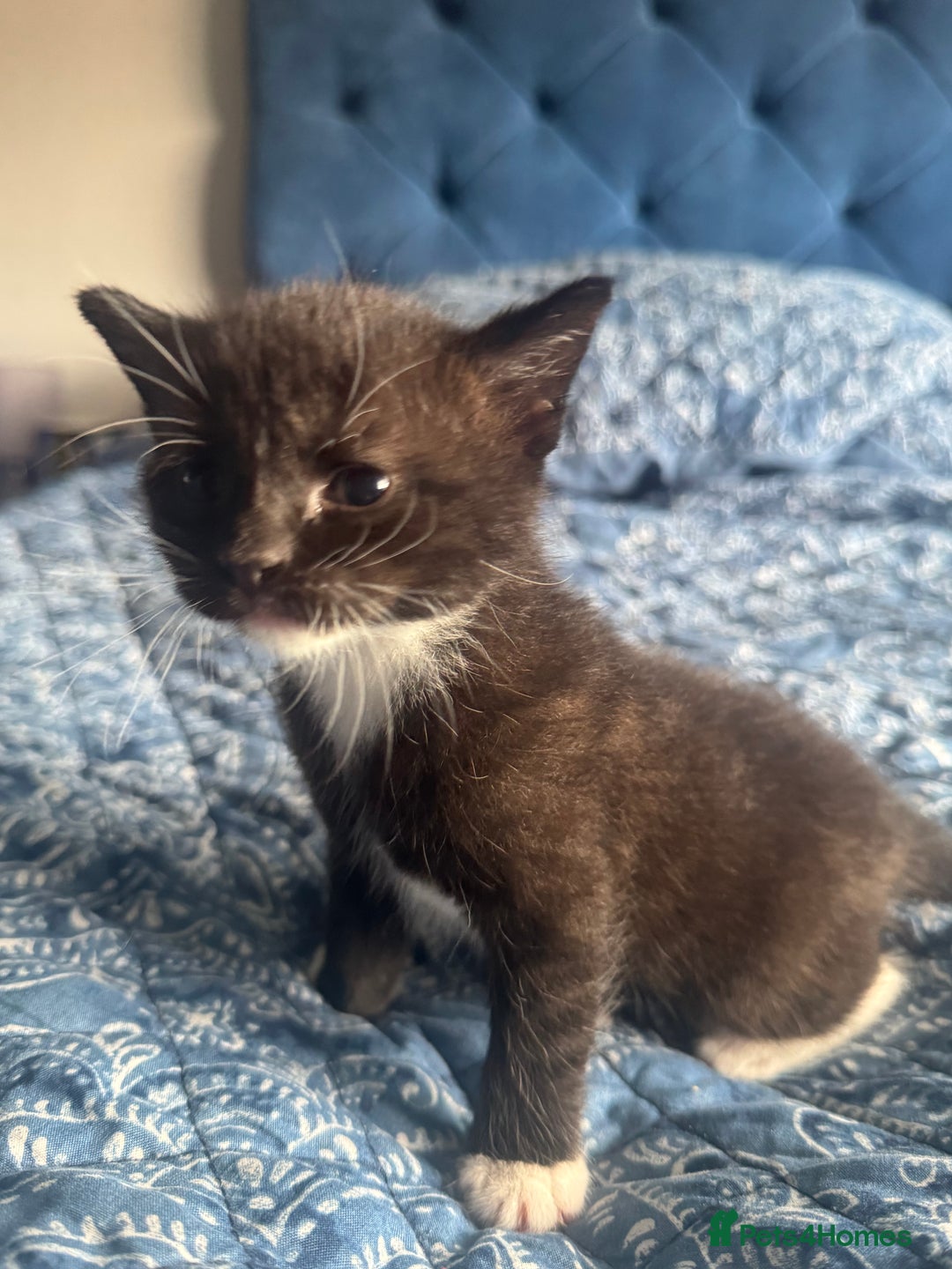 Mixed Breed cats for sale: 🐾Two beautiful mixed British shorthair boys 🐾 - Image 6
