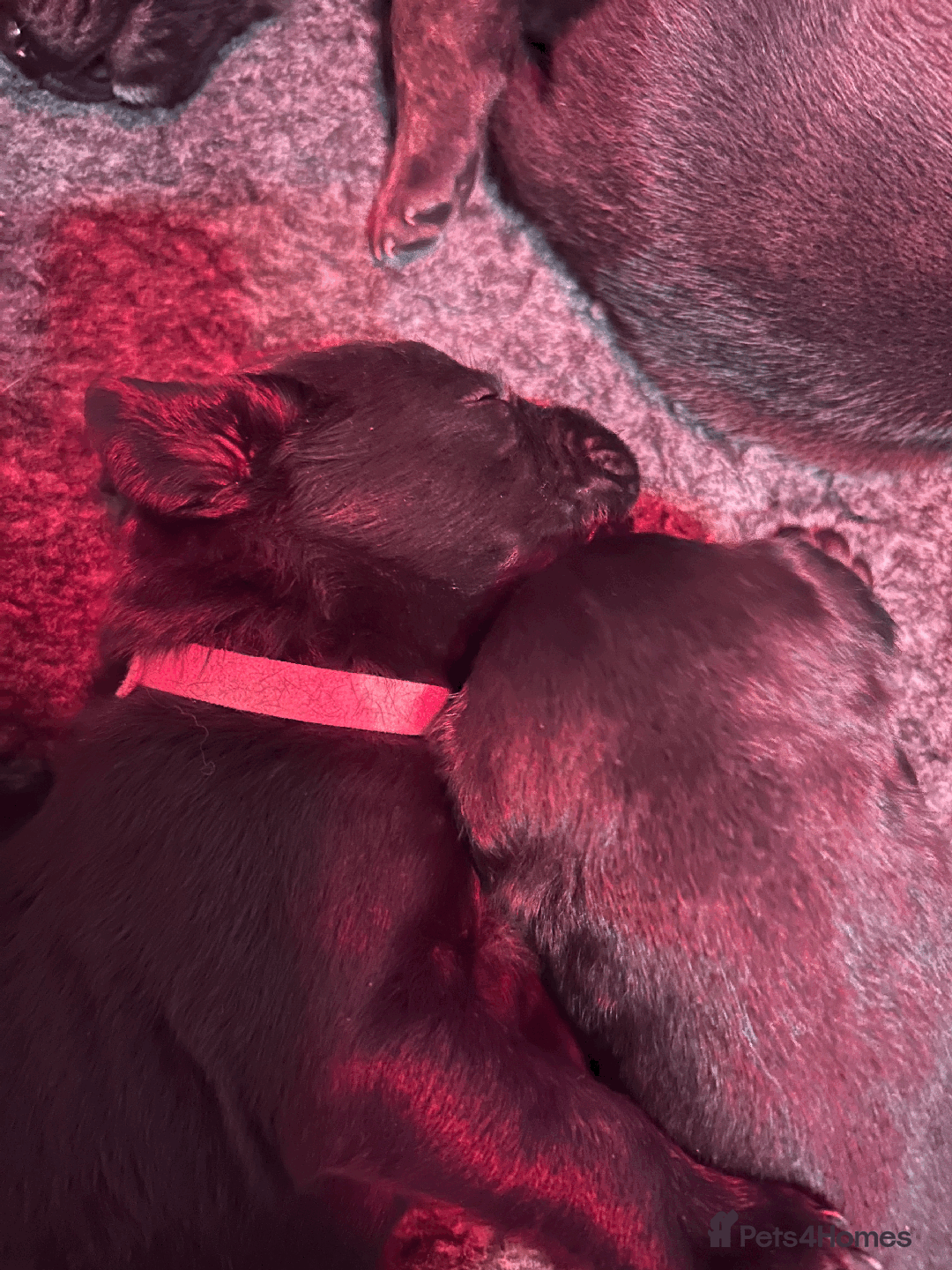 Mixed Breed dogs for sale: Staffordshire Labrador Cross - Image 8