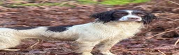 English Springer Spaniel dogs for sale: Two boys available from a Open fiekd trial winner - Advert 3