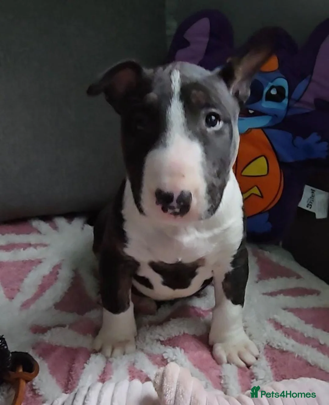 English Bull Terrier dogs for sale: Top Quality KC registered health checked - Advert 5