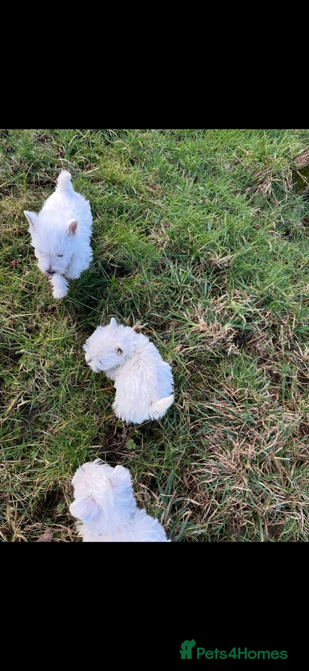 West Highland Terrier dogs for sale: West Highland Terrier Pups - Advert 5
