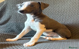 Whippet dogs for sale: Stunning whippet puppies - Image 2