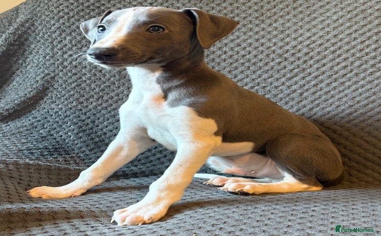 Whippet dogs - Advert 4