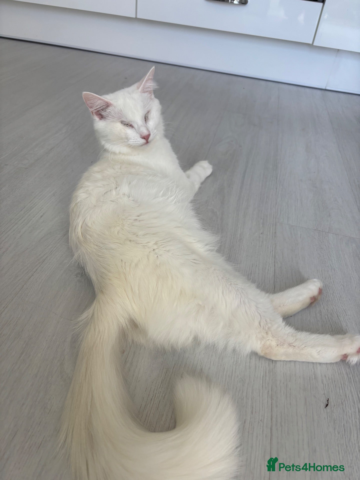 Munchkin cats for sale: 😻❤️ Marshmallow “Baby” ❤️🥰 - Advert 1