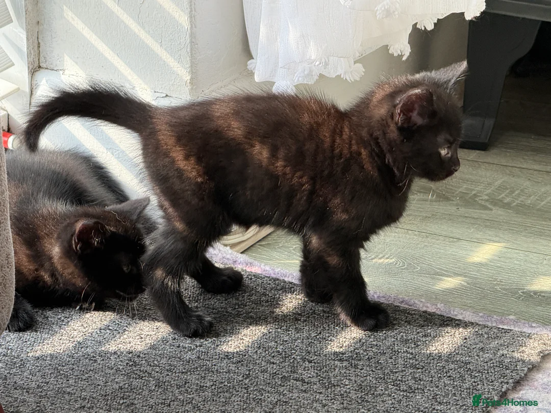 Mixed Breed cats for sale: Chocolate brown tabby kittens 🐱  - Advert 20