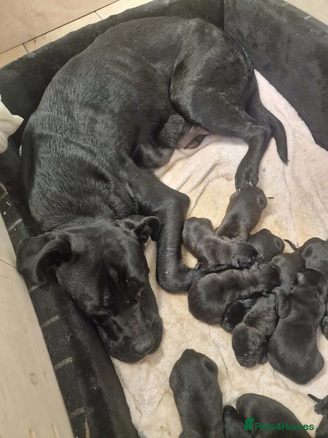 Mixed Breed dogs for sale: Cane corso x German shepherd pups  - Advert 1