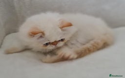 Persian cats for sale: Persian Kittens Looking For New Home - Image 22