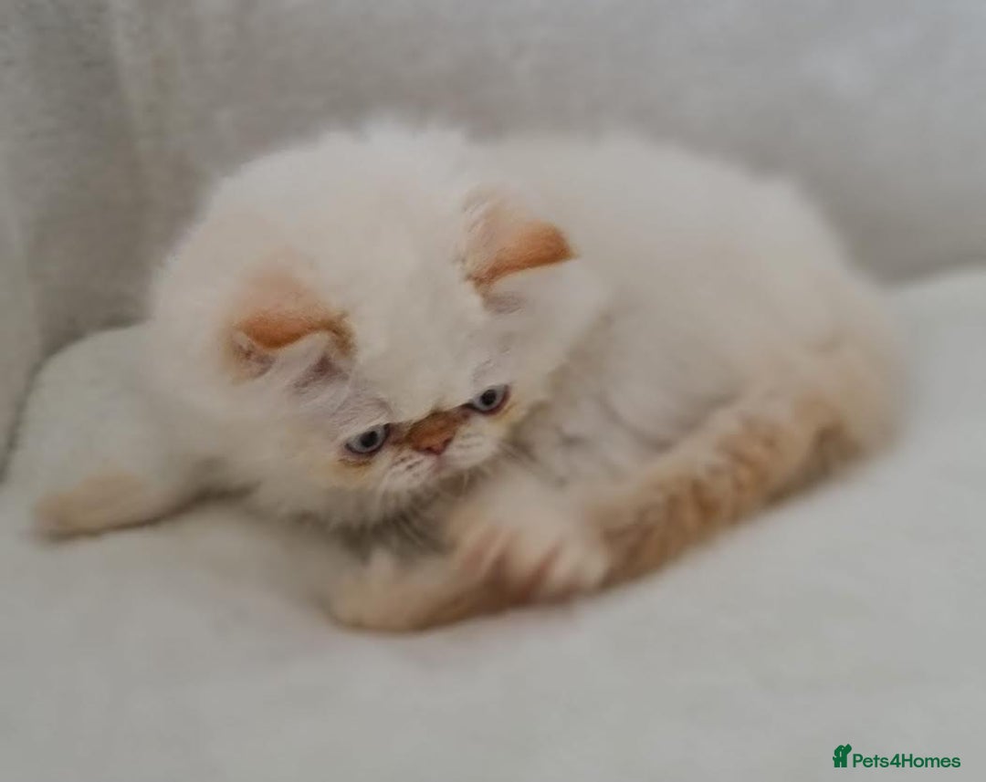 Persian cats for sale: Persian Kittens Looking For New Home - Image 22