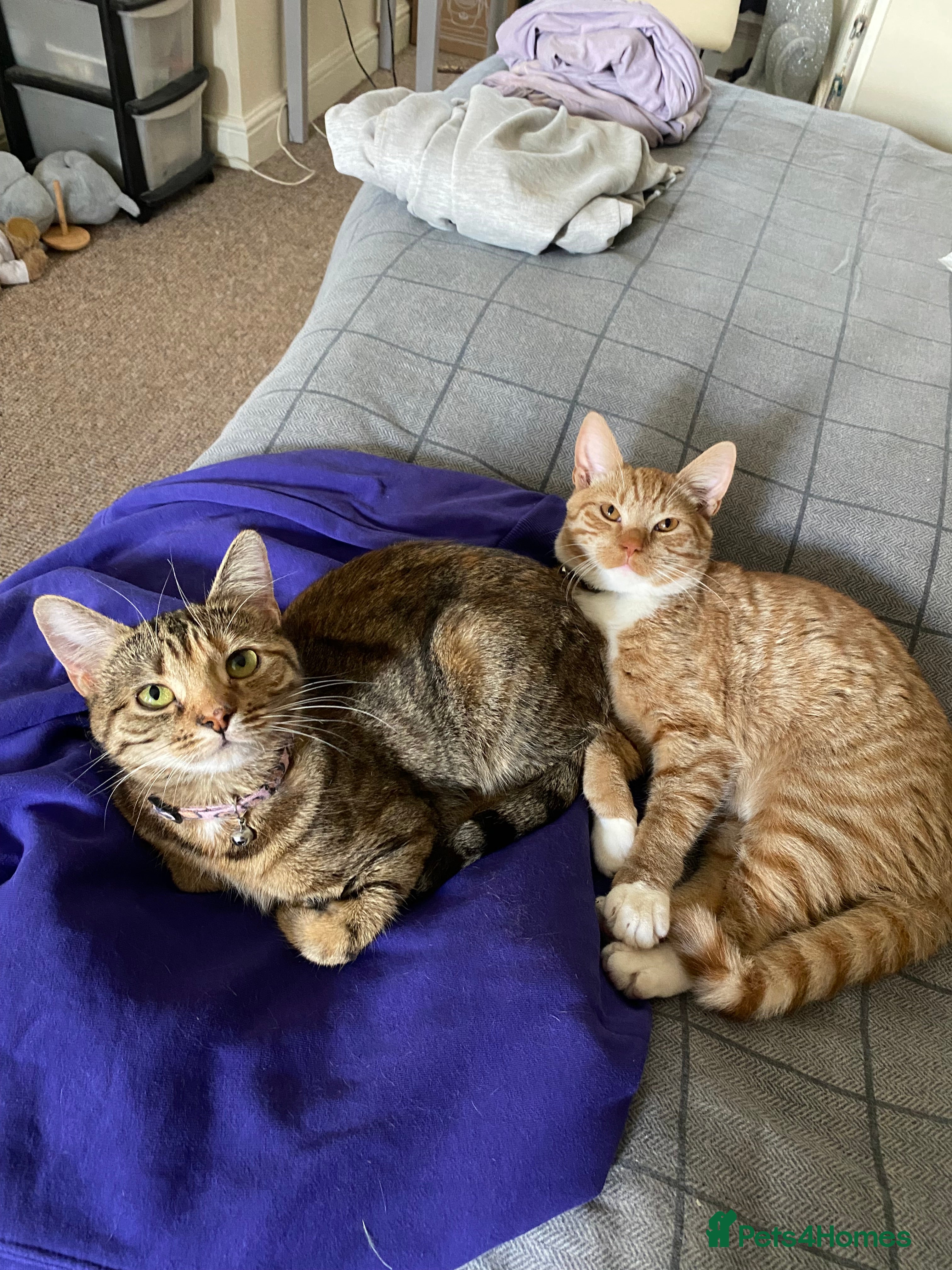 Mixed Breed cats Amazing trio  - Advert 1