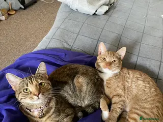 Mixed Breed cats Amazing trio - Advert 1