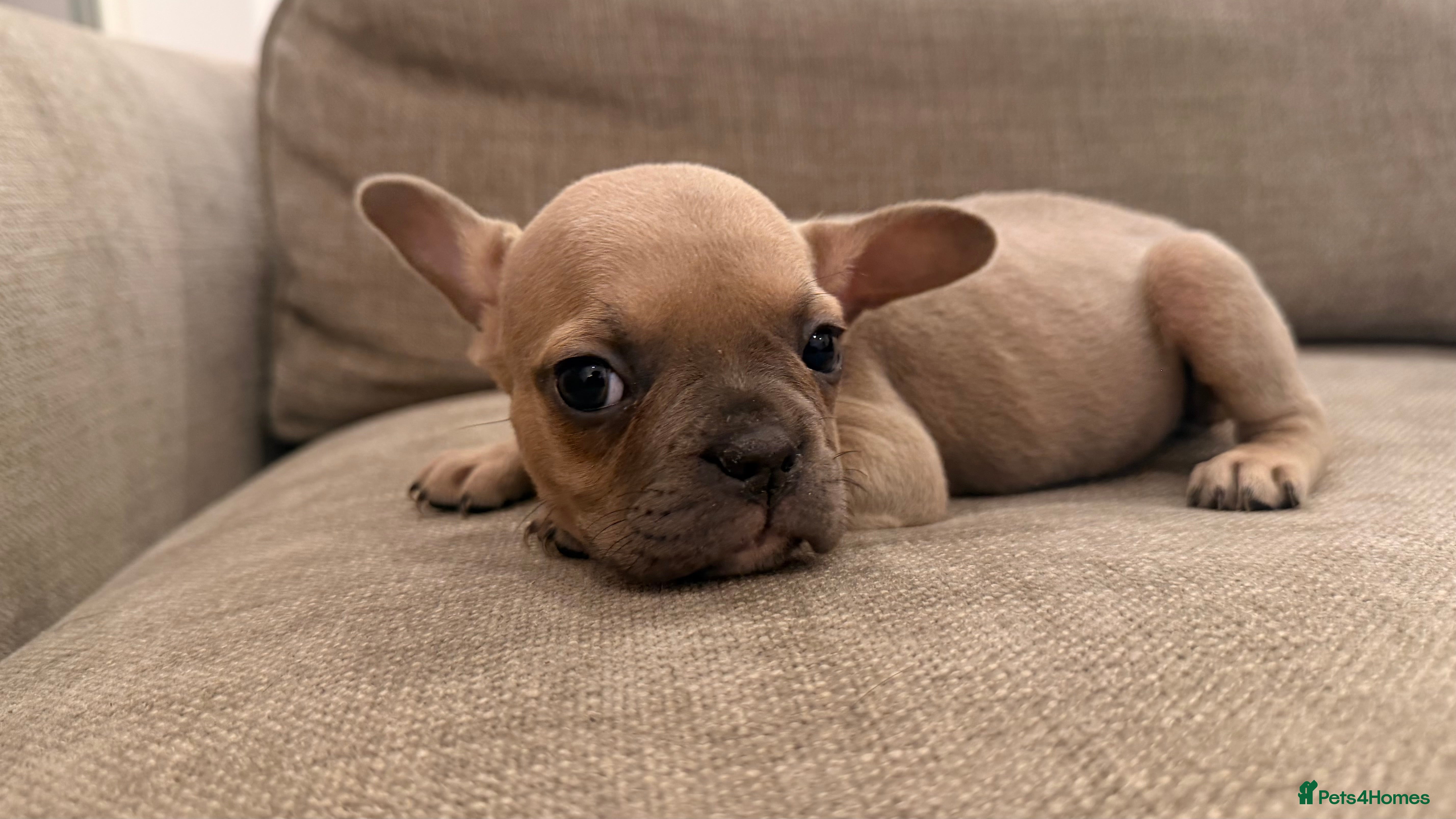 French Bulldog dogs ‼️FinalPriceDrop‼️Beautiful FrenchBulldog Puppies  - Advert 3
