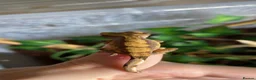 Gecko reptiles for sale: Baby Harley Quinn crested gecko  - Advert 9