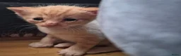 Mixed Breed cats for sale: Beautiful kittens  - Advert 9