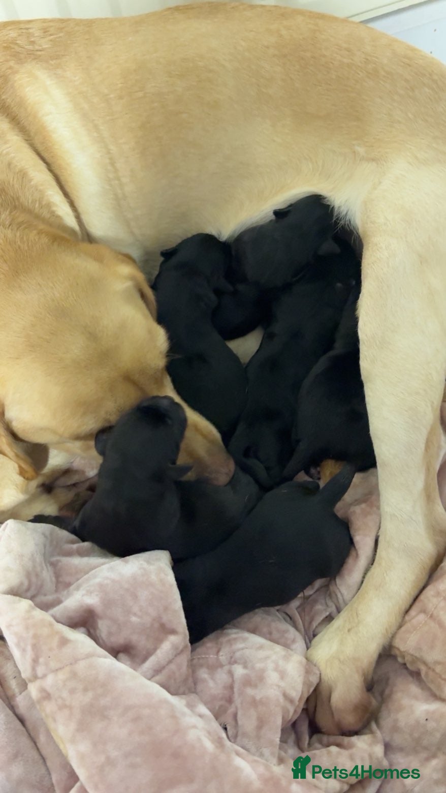 Labrador Retriever dogs Black Labrador retriever - Advert 5