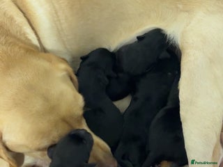 Labrador Retriever dogs Black Labrador retriever - Advert 1