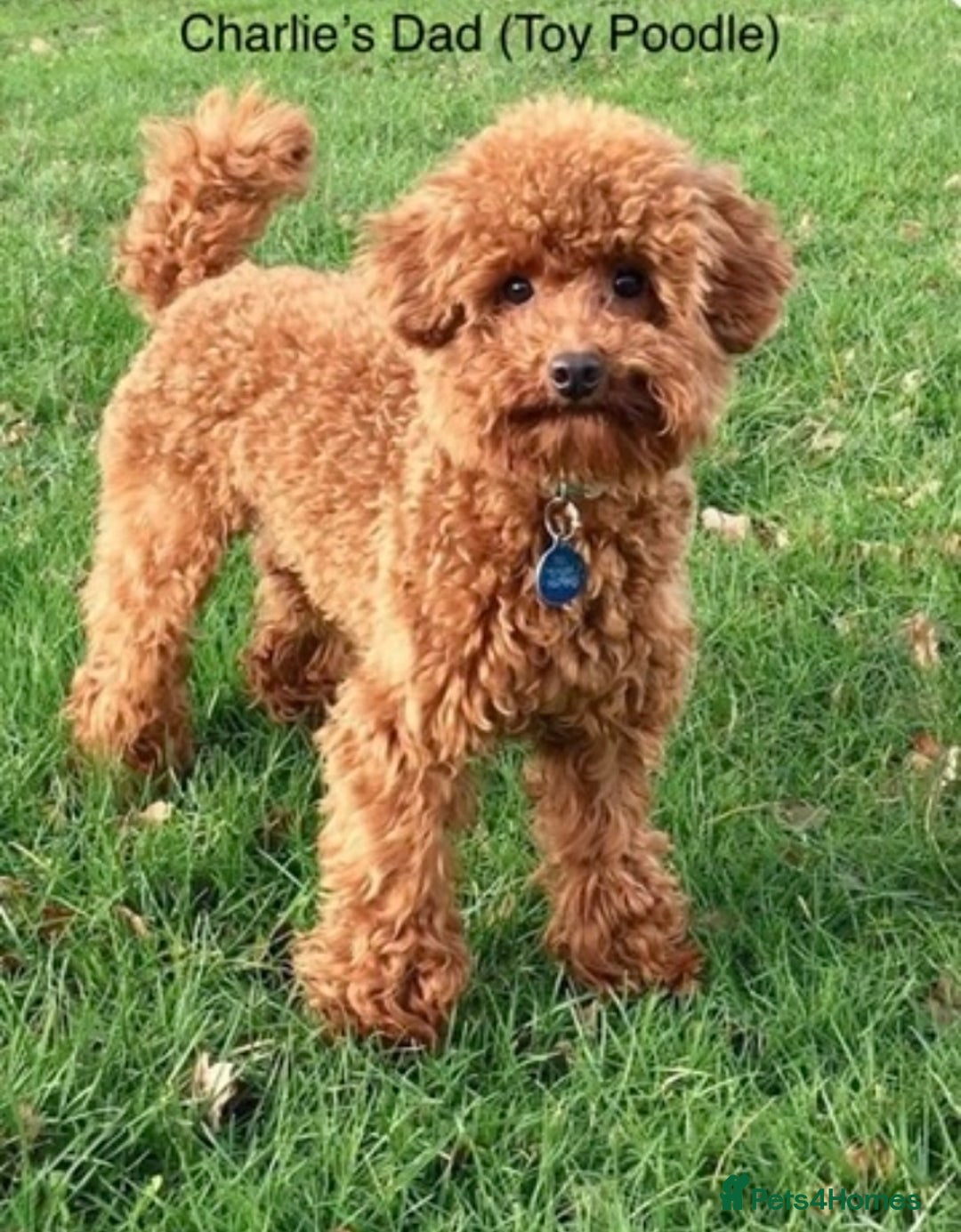 Cavapoo dogs for stud: Gorgeous F1 Cavapoo for stud - Image 18