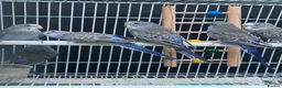 Budgerigars birds for sale: Beautiful budgies mutation job lot  - Advert 12