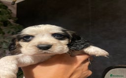 Cocker Spaniel dogs for sale: Stunning cocker spaniel puppies  - Image 13