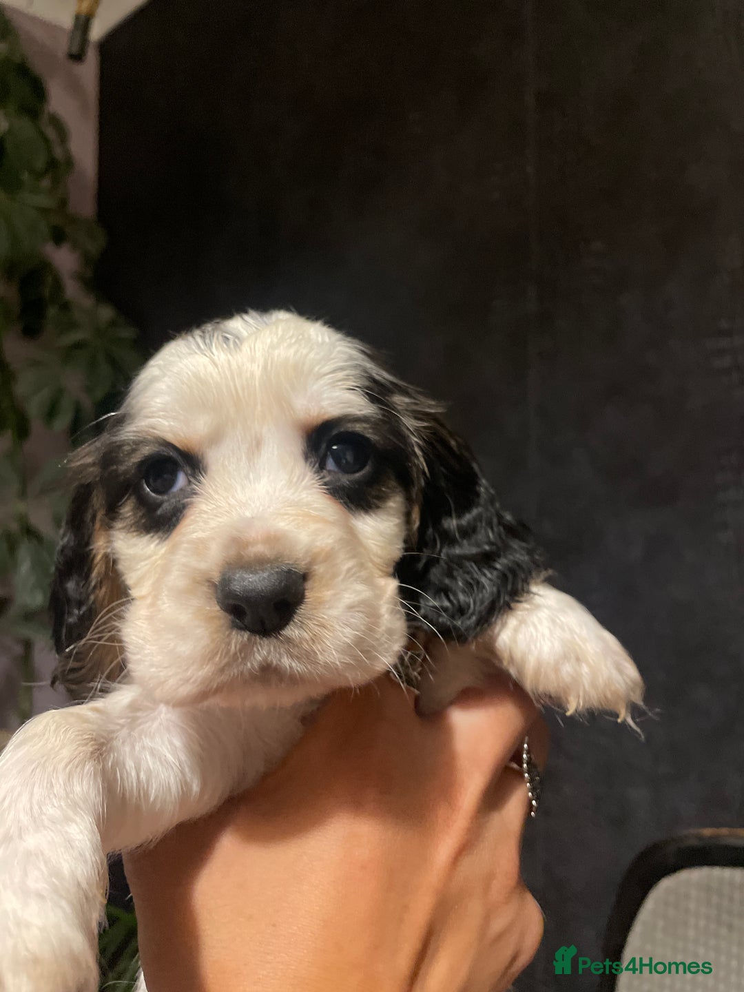 Cocker Spaniel dogs for sale: Stunning cocker spaniel puppies  - Image 13