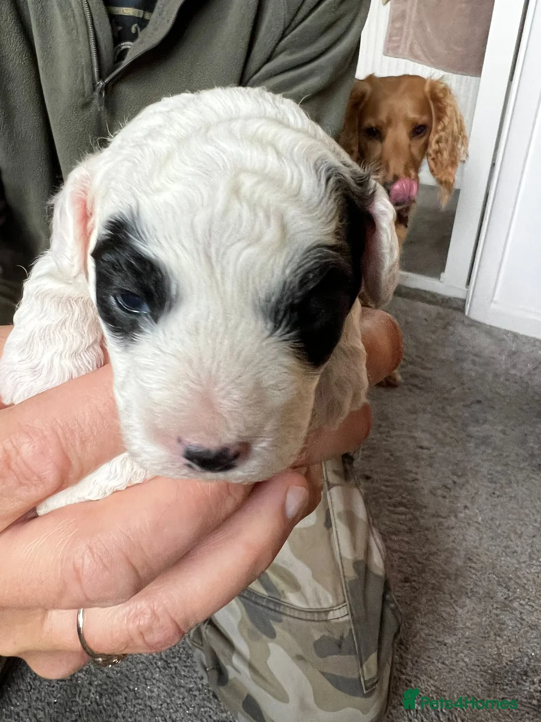 Miniature Poodle dogs for stud: Archie well Proven stud miniature poodle  in Chard - Advert 15