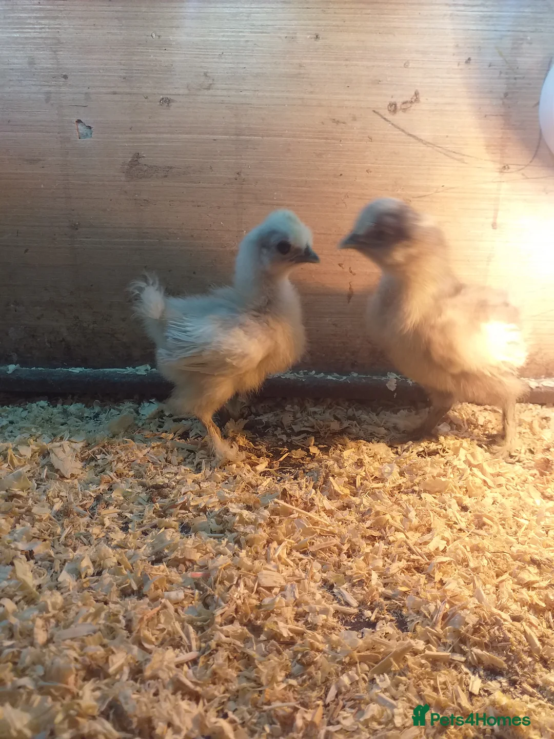 Chickens poultry for sale: Various Chicks *Hatching Continuously* - Advert 2
