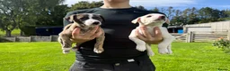 Whippet dogs for sale: Beautiful homebred KC registered whippet boys in Perth - Advert 8