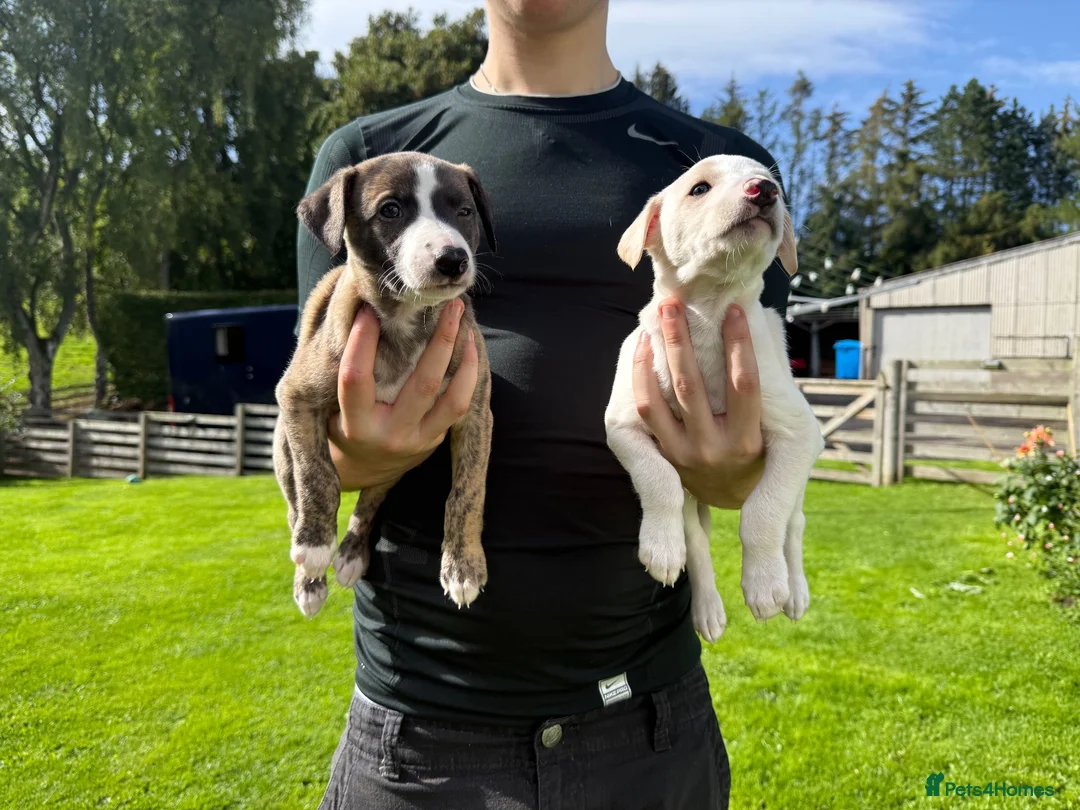 Whippet dogs for sale: Beautiful homebred KC registered whippet boys in Perth - Advert 8