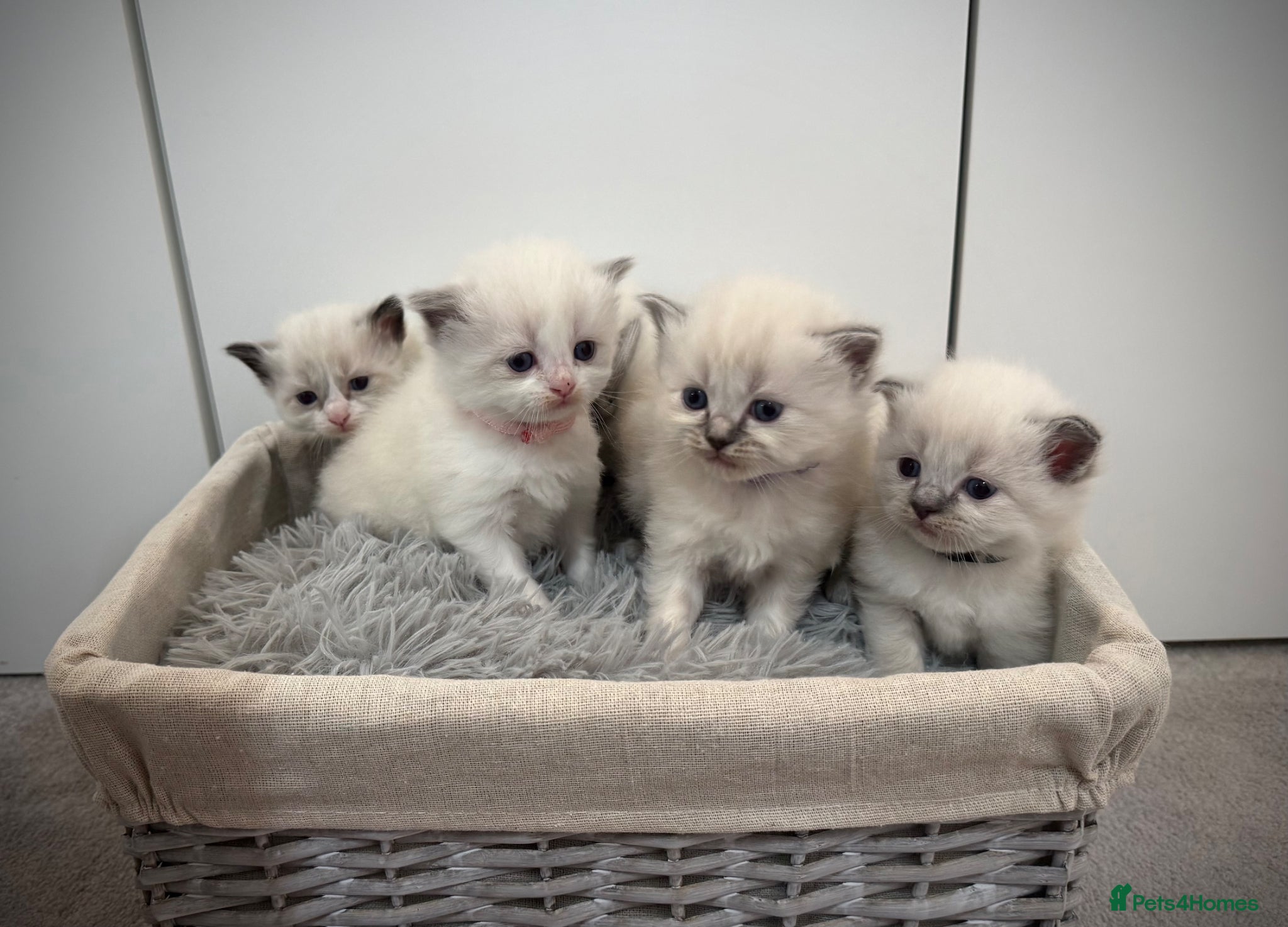 Ragdoll cats Gorgeous Chunky Litter of Ragdoll Kittens - Advert 8