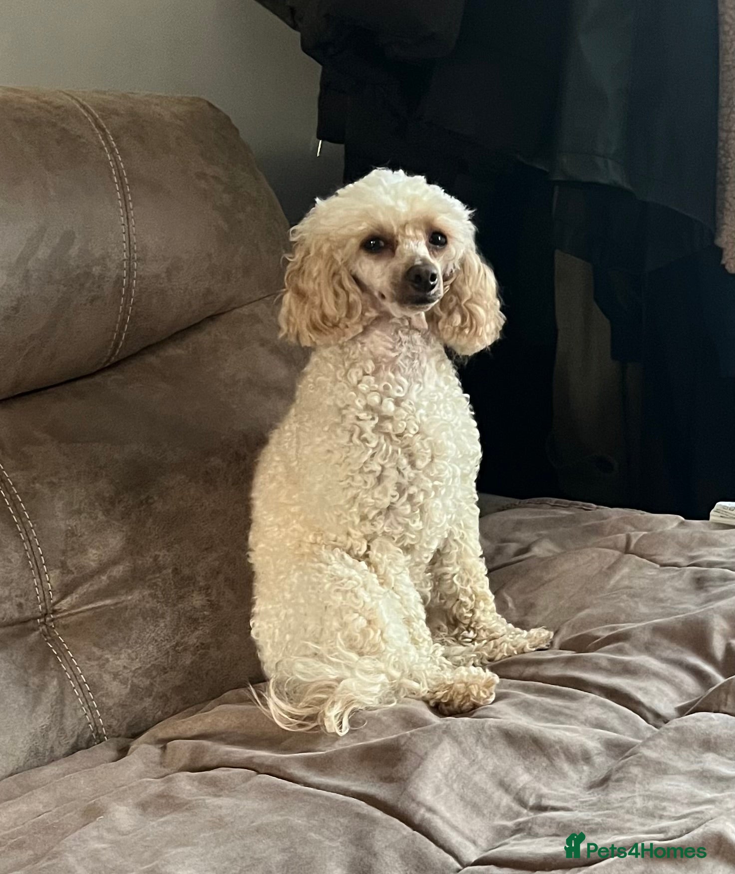 Toy Poodle dogs Beautiful 2 year old Female Toy Poodle  - Advert 5