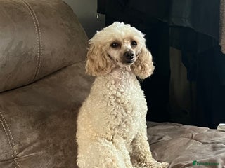 Toy Poodle dogs Beautiful 2 year old Female Toy Poodle - Advert 3