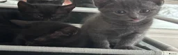 Mixed Breed cats for sale: Beautiful kitten in Salford - Advert 8