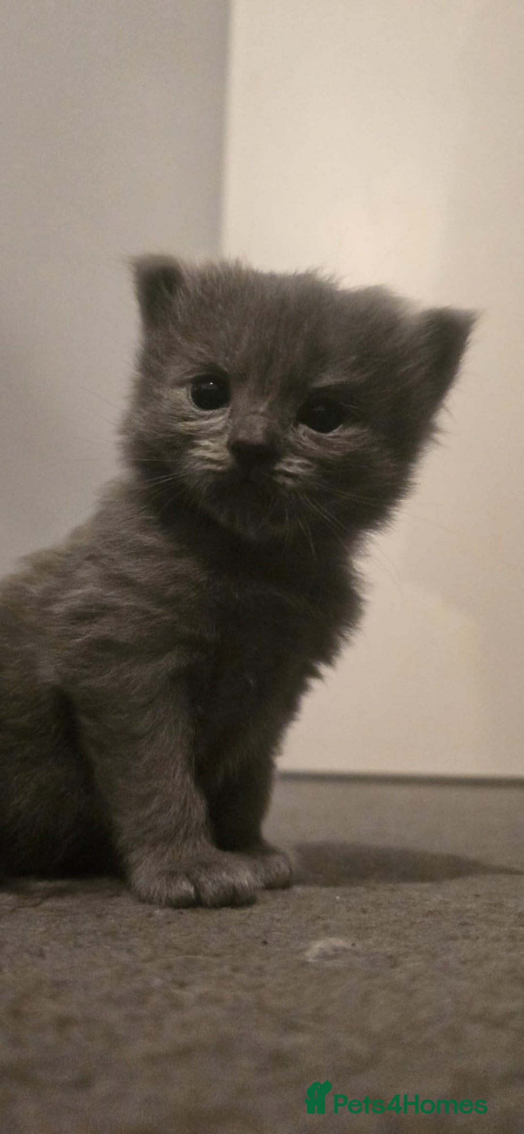 Ragdoll cats for sale: Ragdoll x Siberian mix - Advert 1