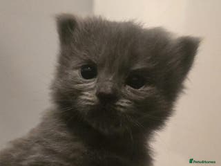 Ragdoll cats Ragdoll x Siberian mix - Advert 3