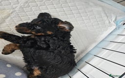 Toy Poodle dogs for sale: KC Black/Tan, Black/Cream Toy Poodles, READY NOW! in Morpeth - Image 16