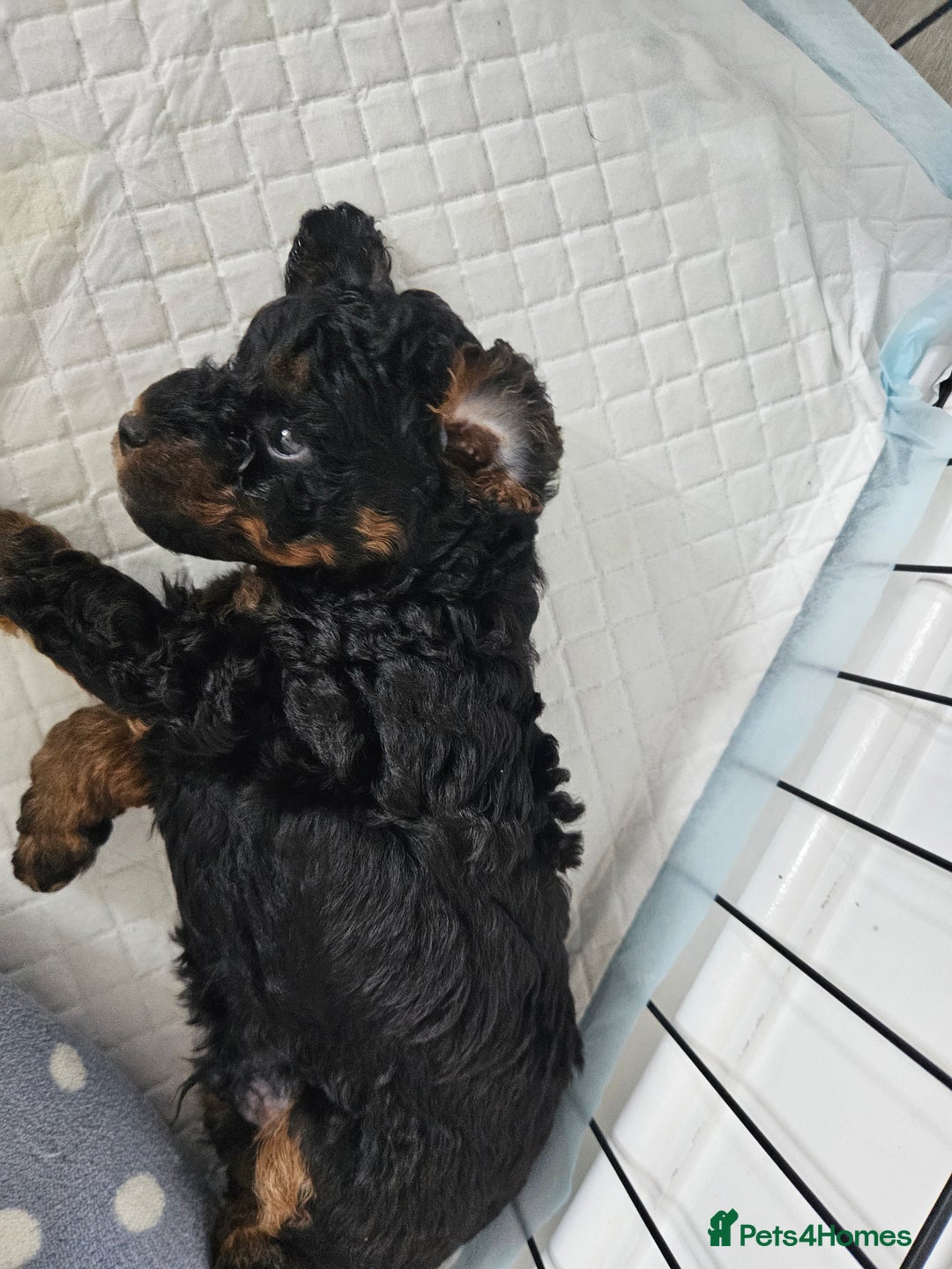 Toy Poodle dogs for sale: KC Black/Tan, Black/Cream Toy Poodles, READY NOW! in Morpeth - Image 16