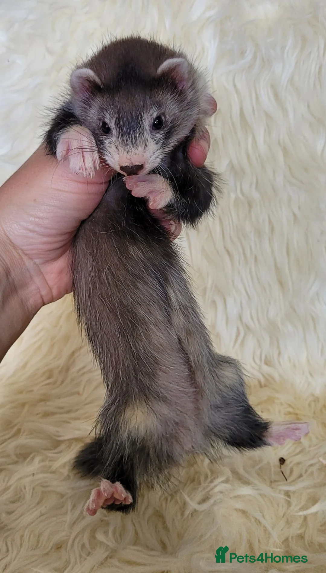 Ferret rodents for sale: Half Angora Jill's & Hobs - Advert 2
