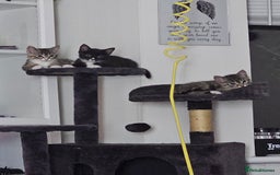 Ragcoon cats for sale: 2 Male kittens looking for forever homes  - Image 10