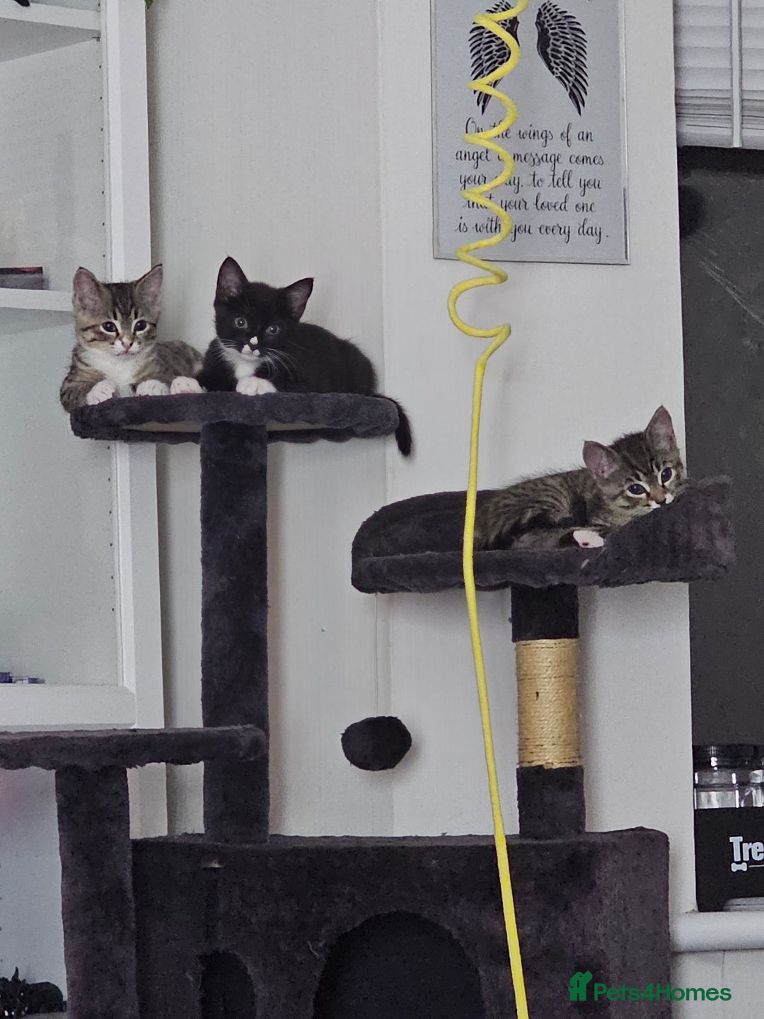 Ragcoon cats for sale: 2 Male kittens looking for forever homes  - Image 10