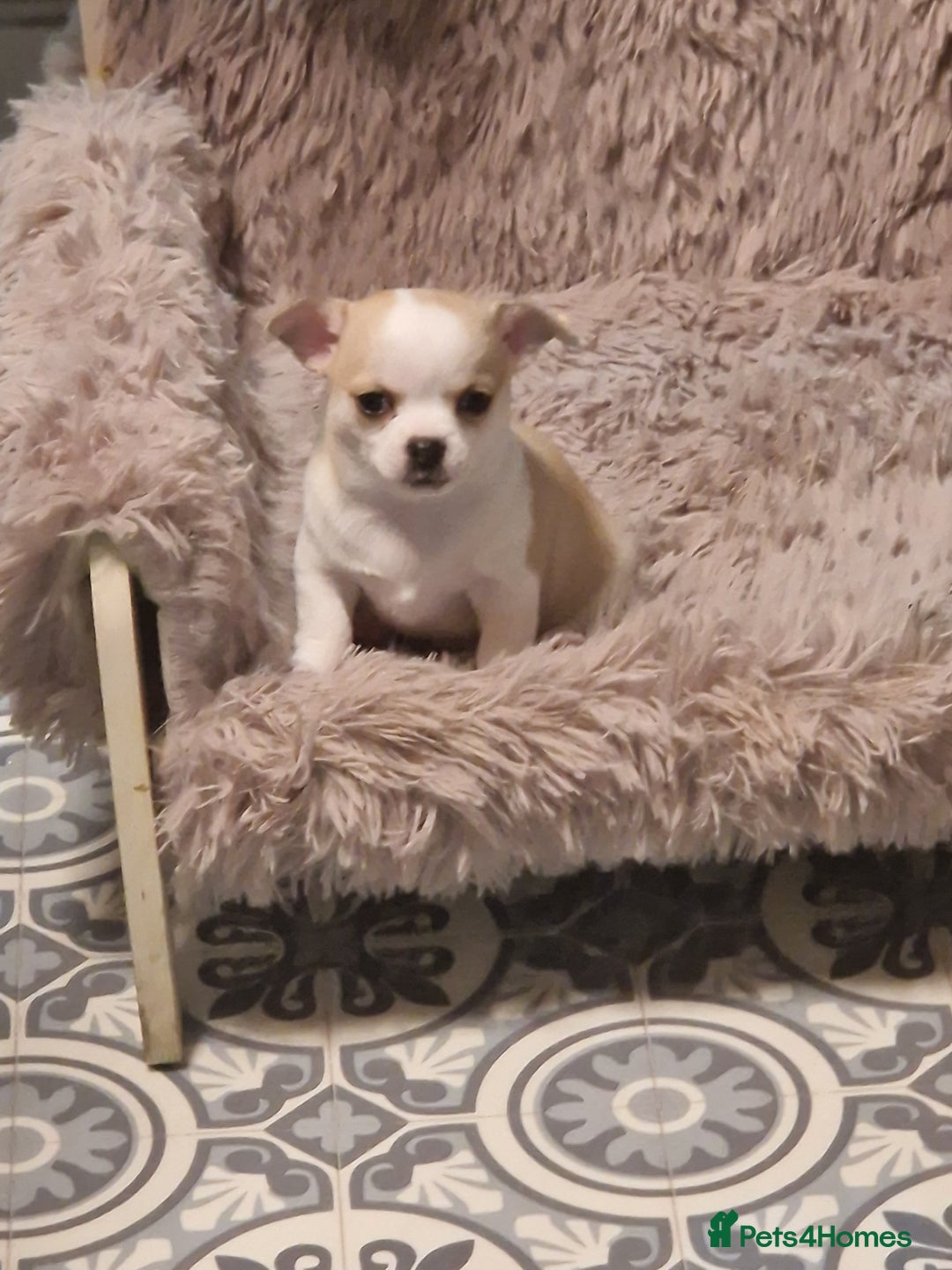 Chihuahua dogs for sale: Beautiful chihuahua girls for sale! - Advert 14