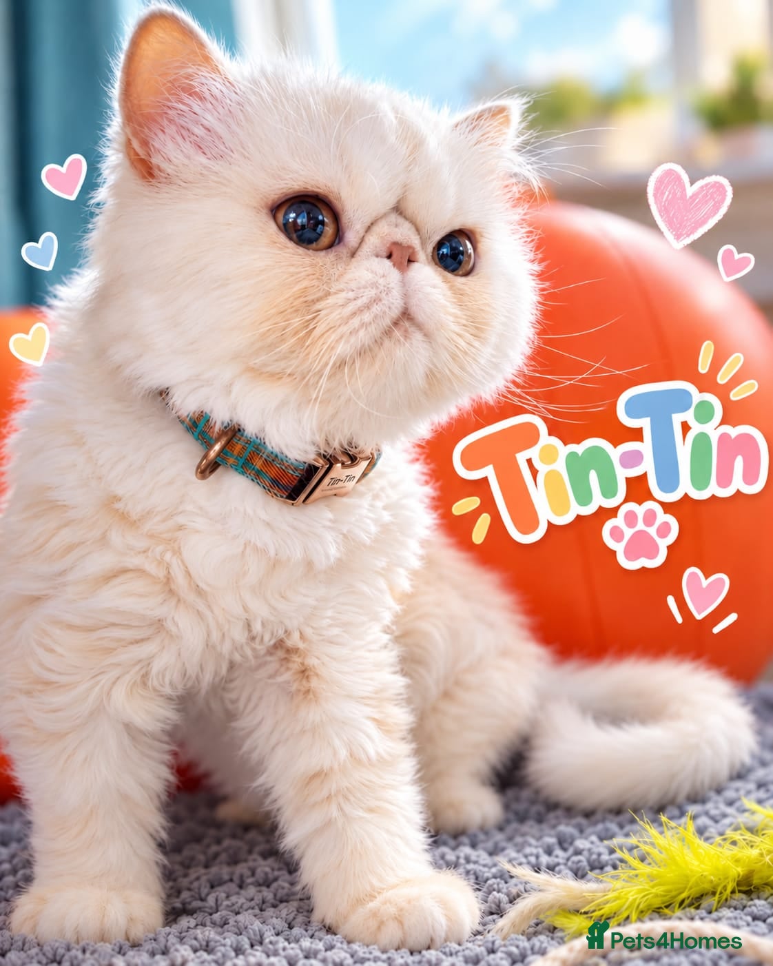 Persian cats Beautiful Cream Persian Boy – Neutered - Advert 2