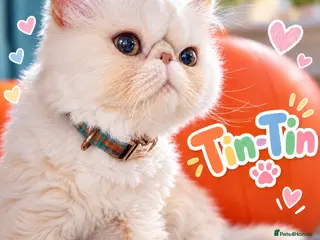 Persian cats Beautiful Cream Persian Boy – Neutered - Advert 2